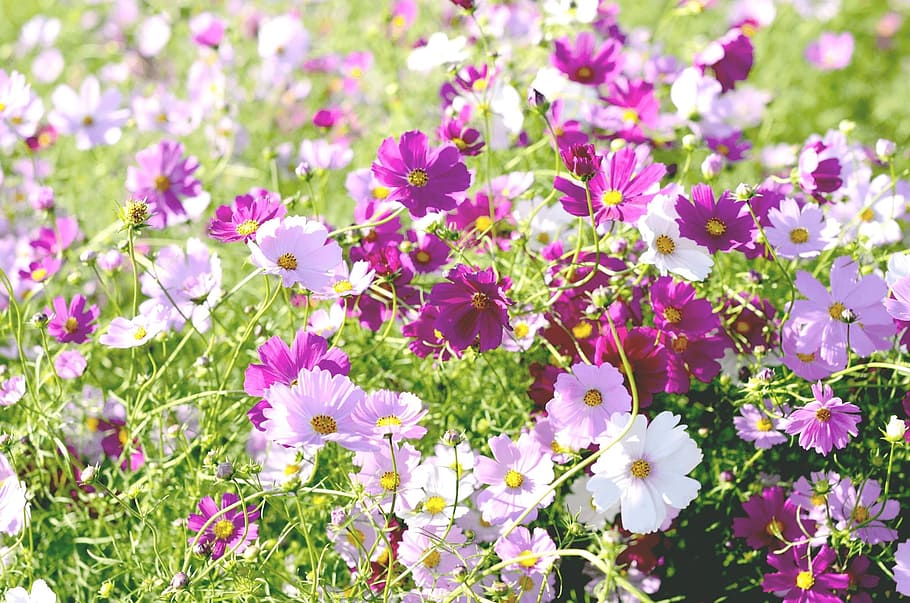 pink and purple petaled flower field, flowers, cosmos, autumn