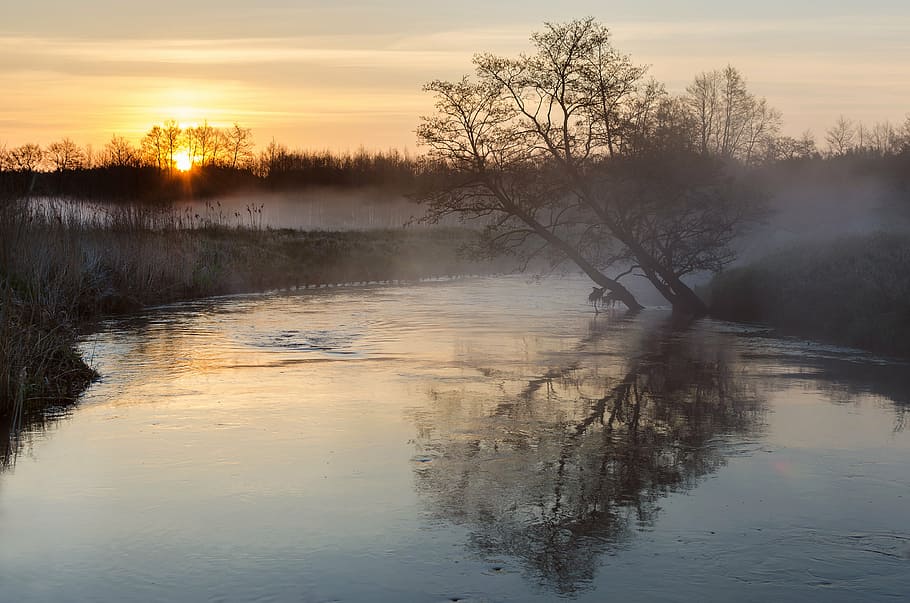 tree on water beside riverbank at daytime, landscape, nature HD wallpaper