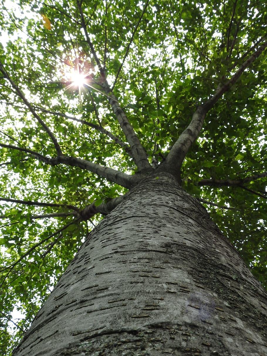 tree, light, day, sun, nature, lighting, plant, low angle view HD wallpaper