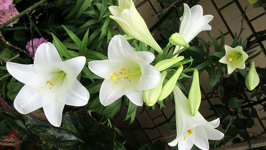 flower, lily, perfumed, flowering plant, petal, beauty in nature HD wallpaper