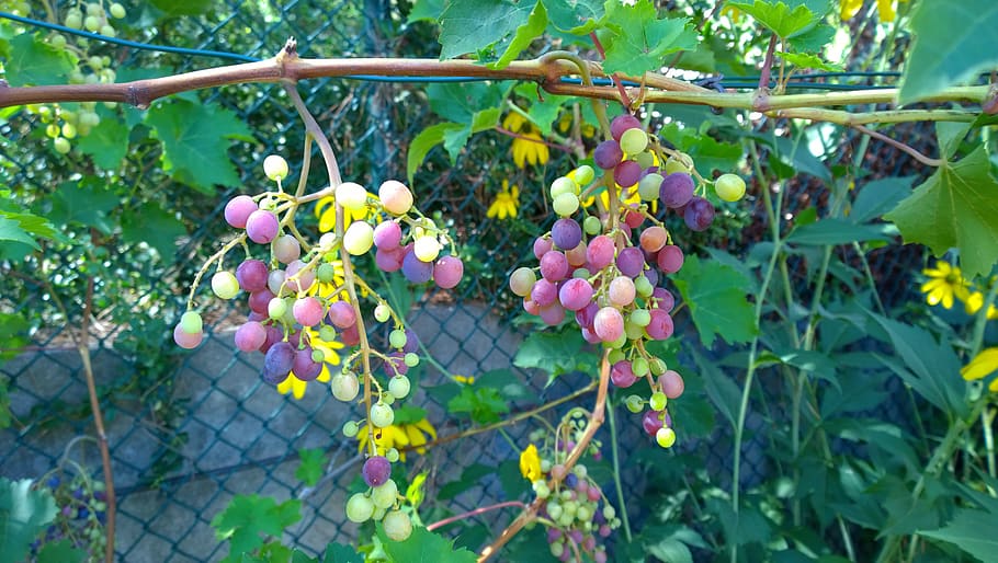 vine, grape, cluster, fruit, muscat, ampelia, aladin, veraison, HD wallpaper