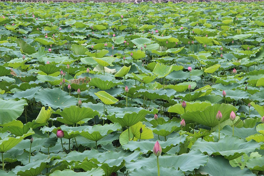 lotus, leaf, lake, pond, plant, plant part, growth, green color HD wallpaper