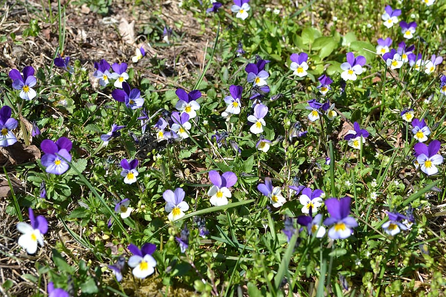 Violets, Nature, Flowers, purple, growth, fragility, beauty in nature HD wallpaper
