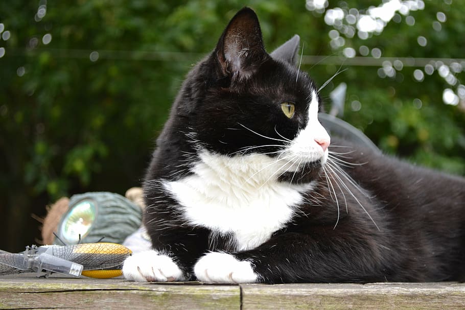 white and black cat sitting on gray surface during daytime HD wallpaper