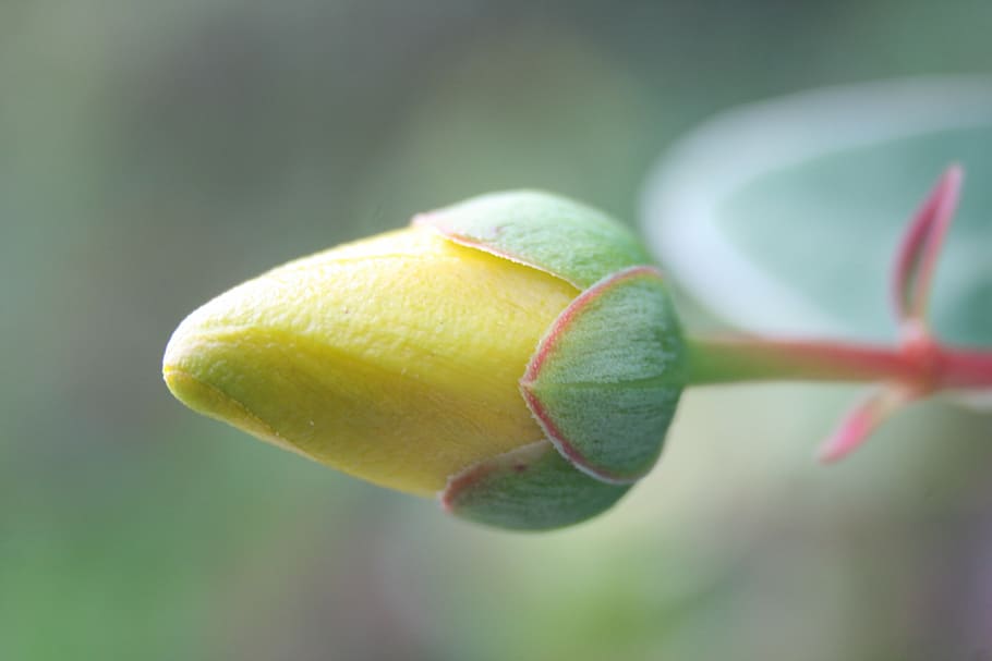 close, macro, blossom, bloom, flower, yellow, datailaufnahme HD wallpaper