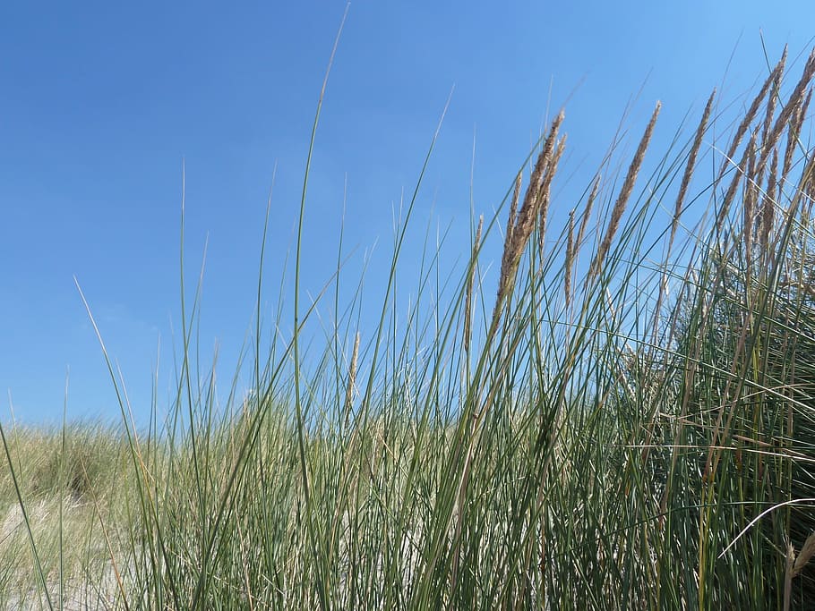 Beach, Dune, Grass, Bank, Grasses, dunes, dune grass, landscape