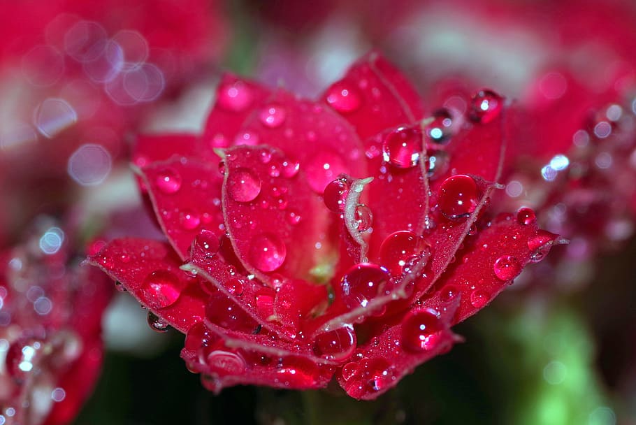 Drops, Flower, Raspberry, rosa, red, water, shine, macro, closeup HD wallpaper