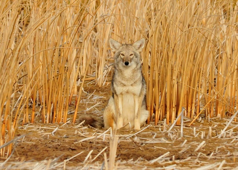 4-legged animal on grass field, coyote, sitting, predator, wildlife HD wallpaper