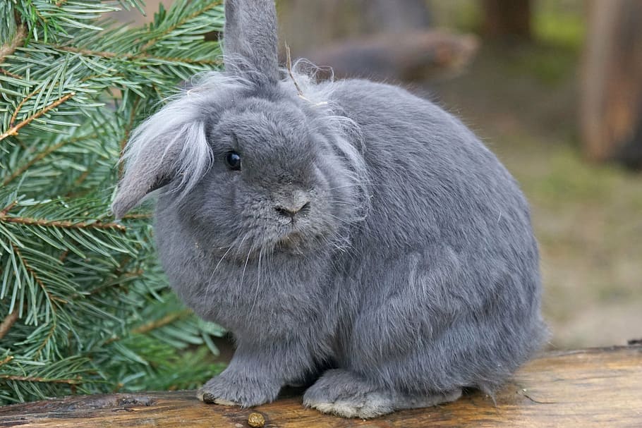 close up photography of gray rodent, dwarf rabbit, house rabbit