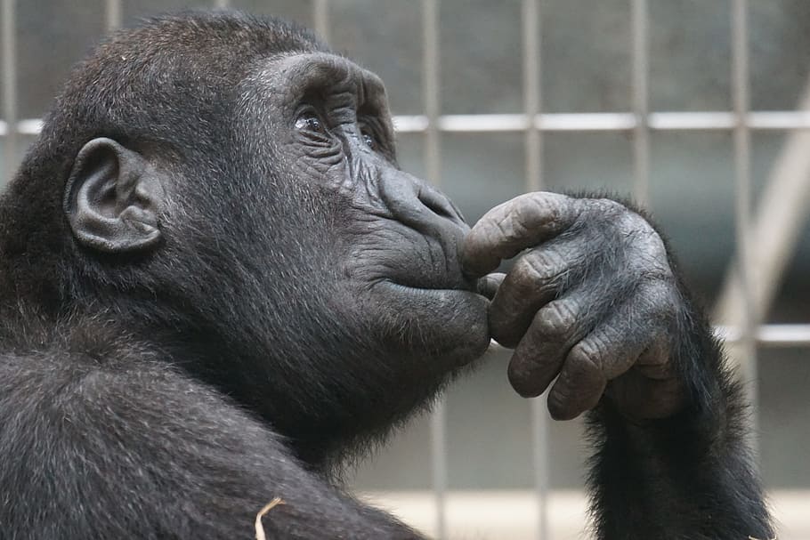 close-up photo of black chimpanzee, primate, ape, thinking HD wallpaper