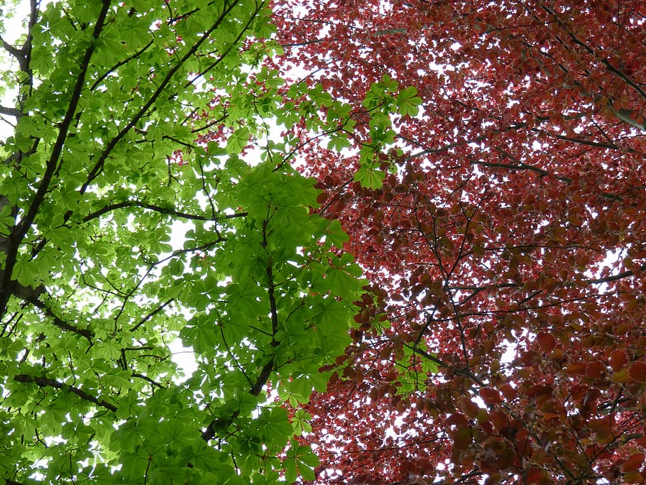 foliage, green, red, beech, chestnut, tree, plant, growth, low angle view HD wallpaper