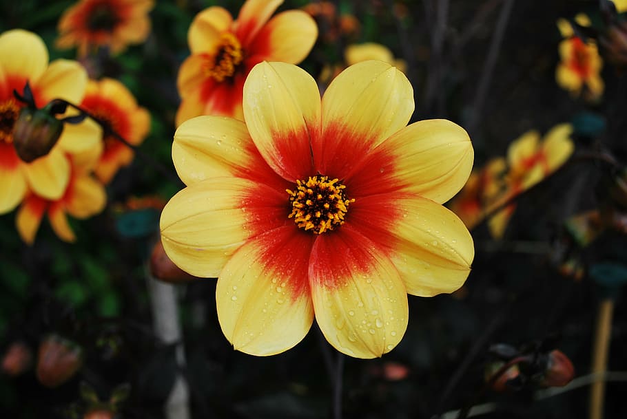 flower, yellow, plant, nature, summer, color, bright, macro HD wallpaper