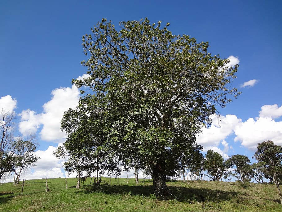 nature, trees, peace, sky, outdoors, blue, summer, rural Scene HD wallpaper