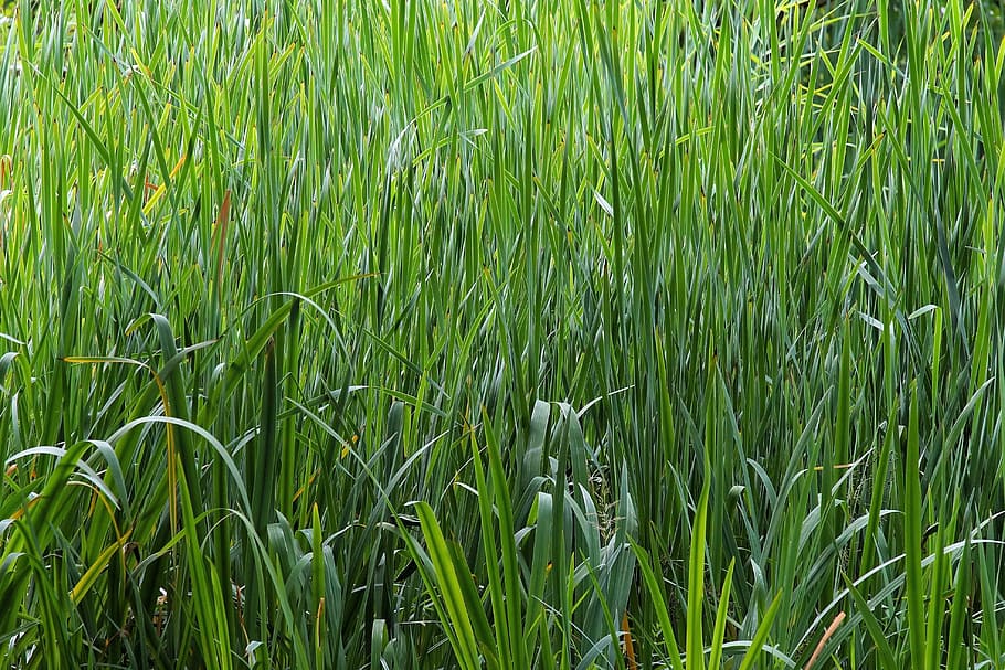 biotope, moisture, grasses, pools, frisch, plant, green, alive HD wallpaper