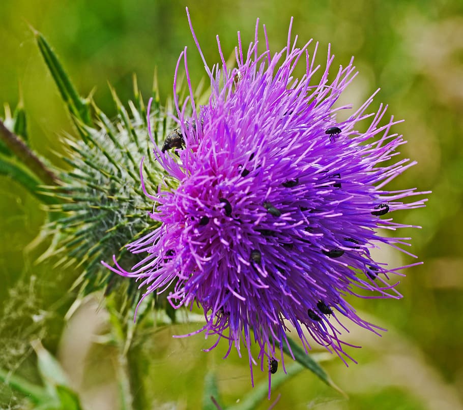 thistle flower, small beetle, insect, wild plant, purple, close HD wallpaper
