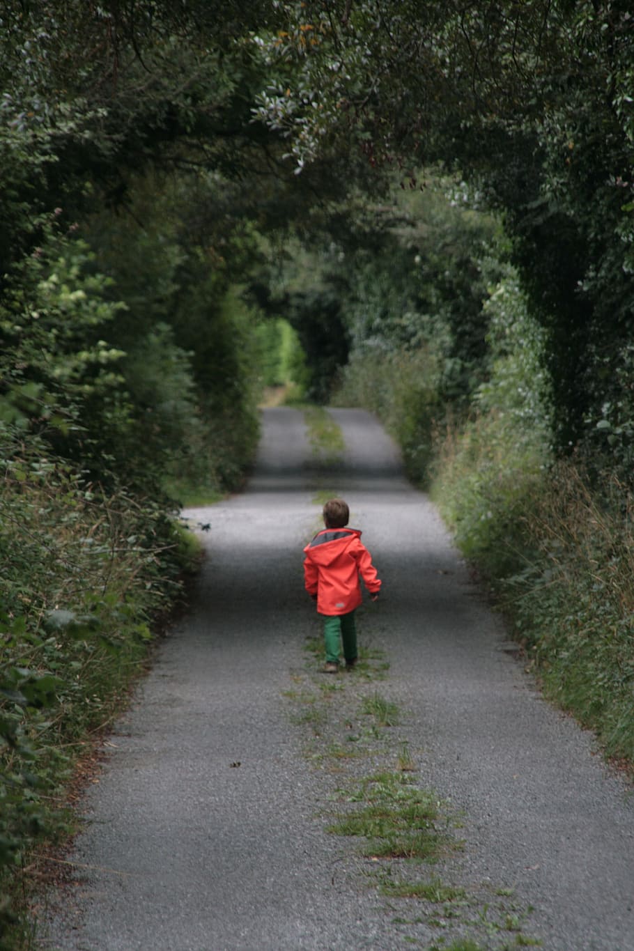 child, away, alone, walk, forest path, full length, plant, tree HD wallpaper