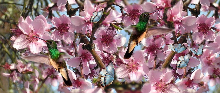 flowers, birds, beija flor, butterfly, nature, flight of beija flor, HD wallpaper