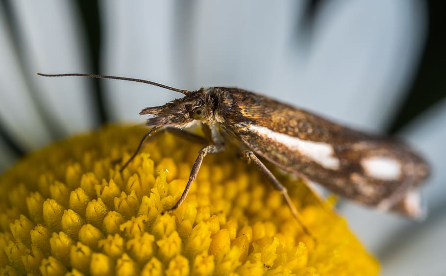 nature, insect, lepidoptera, mol, macro, daisy, flower, invertebrate HD wallpaper