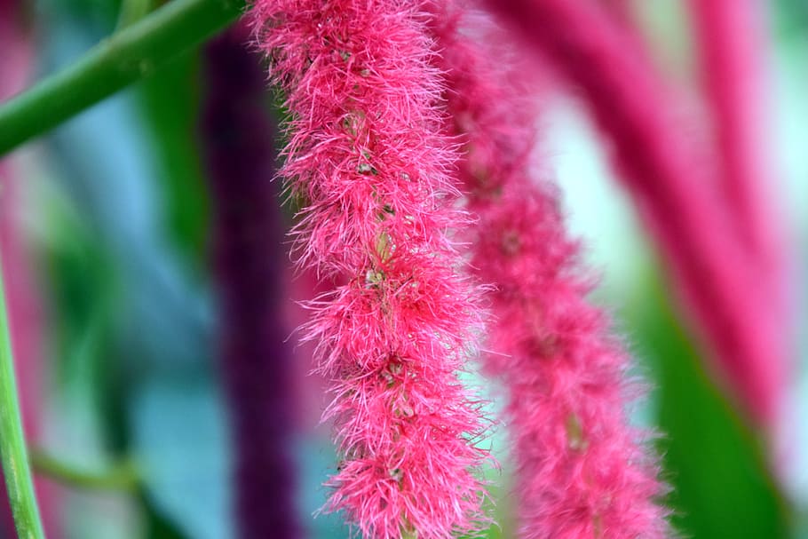 Cattail, Acalypha Hispida, Blossom, bloom, pink, pink flower, HD wallpaper