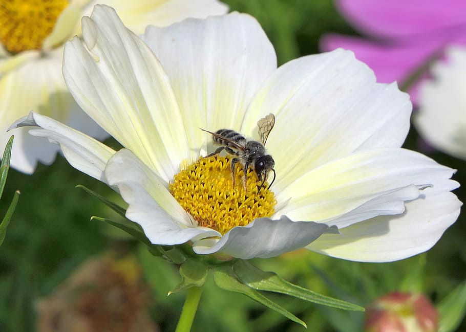 bee on white flower, close, macro, insect, white blossom, plant HD wallpaper