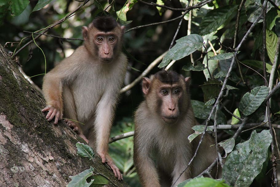 two brown monkeys perched on tree, borneo, wildlife, malaysia