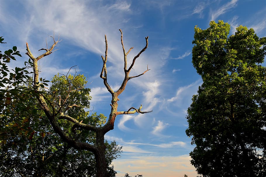 tree, sky, green, summer, blue, landscape, nature, cloud, natural HD wallpaper
