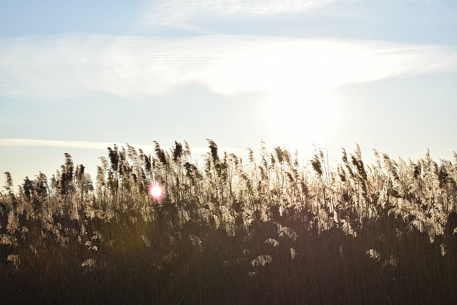 rapunzel, day s, sky, nature, sunset, summer, meadow, field HD wallpaper