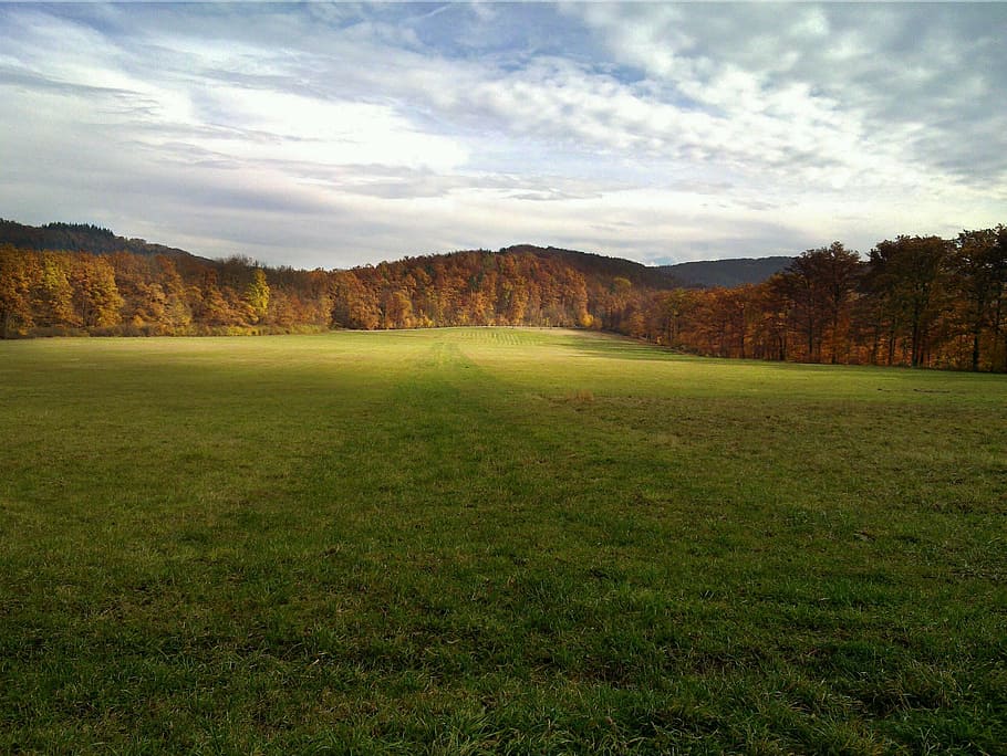green grass and brown trees under white clouds and blue sky during daytime HD wallpaper