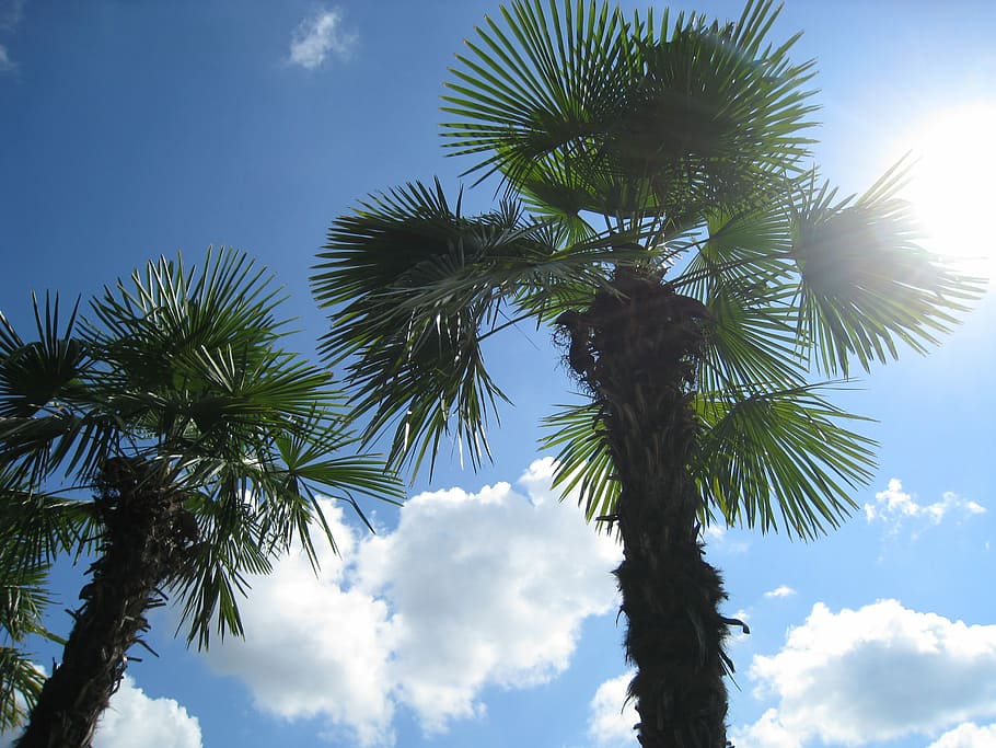 Palm, Summer, Holiday, Clouds, Sky, exotic, tropical, palm tree HD wallpaper
