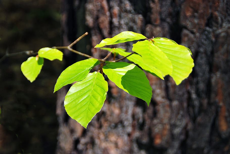 foliage, forest, lighting, green, spring, sprig, tree, leaf HD wallpaper