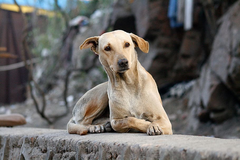 short-coated brown dog lying on concrete surface at daytime HD wallpaper