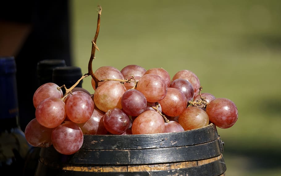 grapes, vine, cluster, fruit, red, food, healthy, viticulture, HD wallpaper