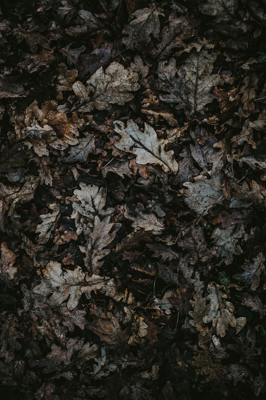 Brown leaves, gray and brown leaf litter pile, borwn, autumn, HD wallpaper