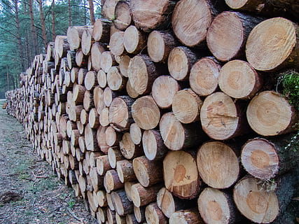 wood, slice, stack, supported, pine, cut, tree, gardening, trunk HD wallpaper