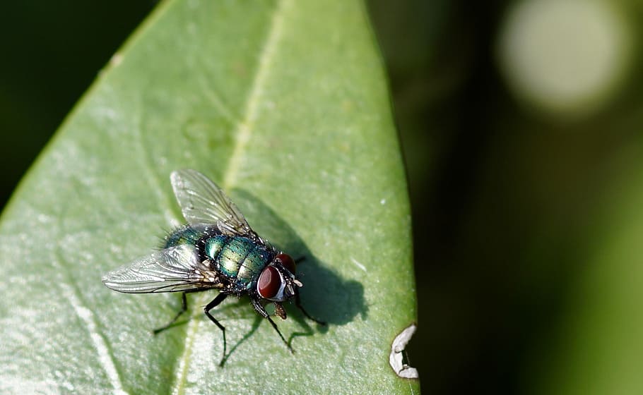 fly, leaf, insect, bluebottle, nature, animal, close-up, macro HD wallpaper