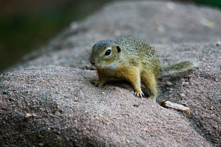 ground squirrel, animals, nature, animal themes, animal wildlife HD wallpaper