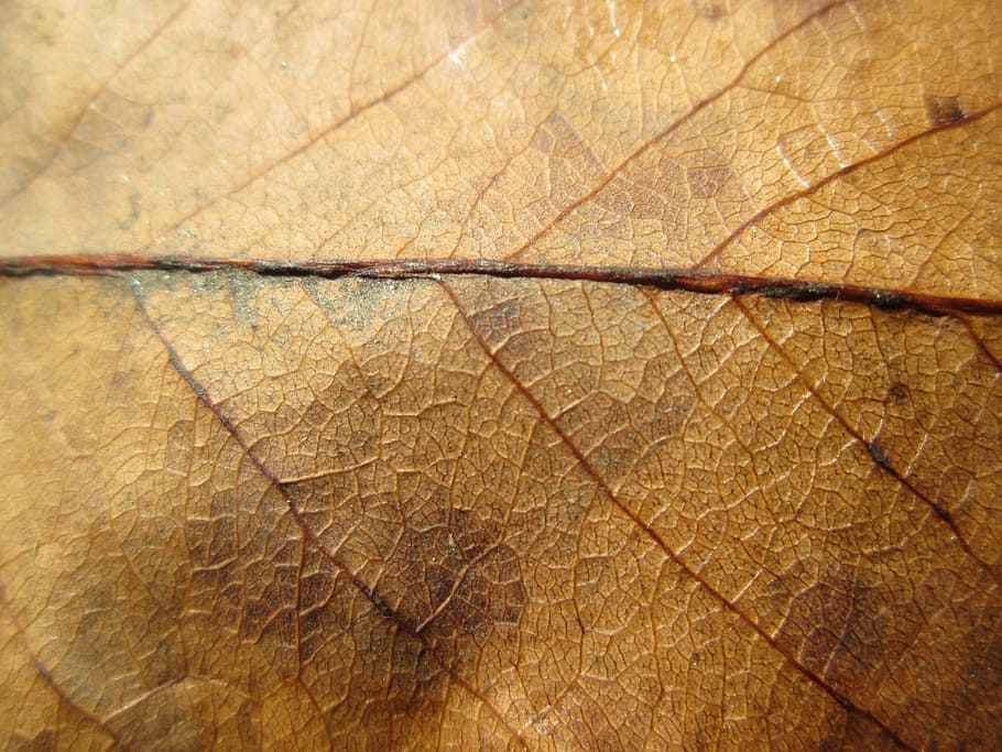 macro photography of brown leaf, nature, plant, fall, autumn HD wallpaper