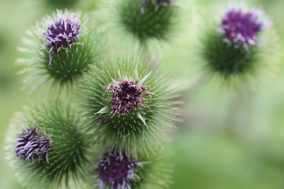 thistle, plant, thorns, flower, nature, natural, flora, weed, HD wallpaper