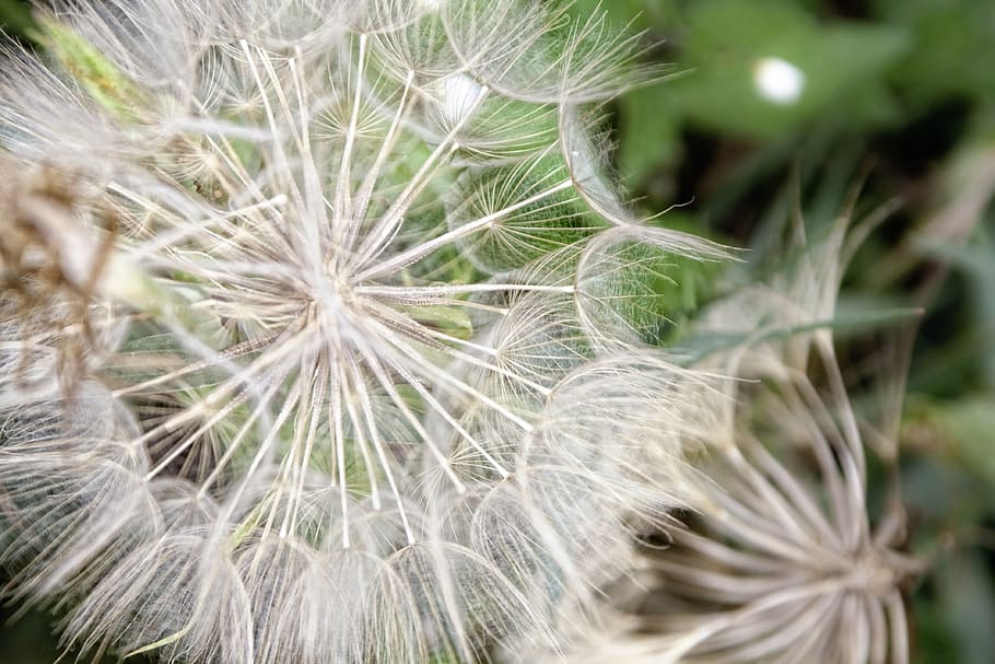 dandelion, close, plant, growth, beauty in nature, vulnerability HD wallpaper
