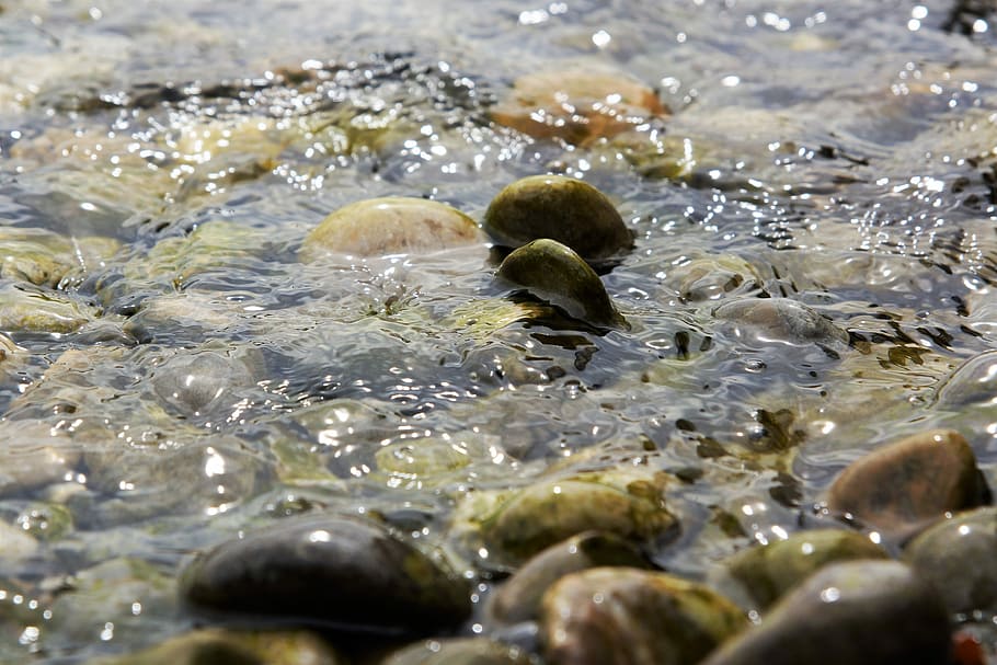 waters, nature, stone, animal wildlife, animals in the wild HD wallpaper