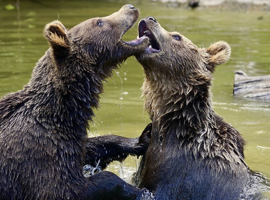 two black grizzly bears on body of water, Brown Bears, Animals HD wallpaper