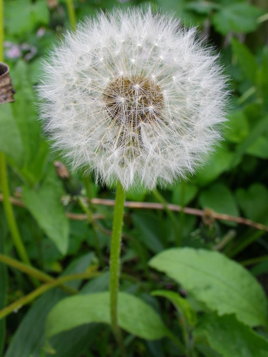 dandelion, pointed flower, plant, fragility, freshness, vulnerability HD wallpaper