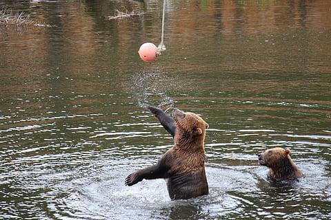 Bear, Slaps, Ball, water, no people, day, outdoors, mammal HD wallpaper