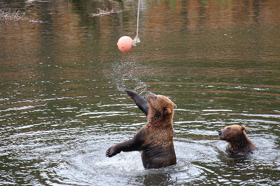 Bear, Slaps, Ball, water, no people, day, outdoors, mammal HD wallpaper