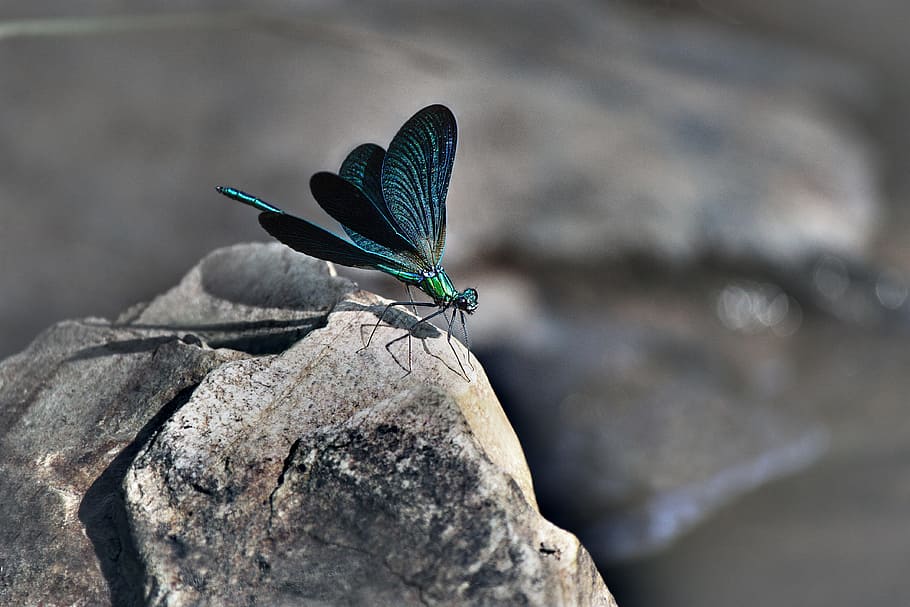 green and black damselfly during daytime, dragonfly, fauna HD wallpaper