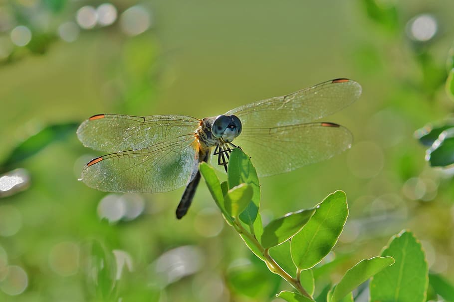 Dragonfly, Winged Insect, flying insect, wings, close up, leaves HD wallpaper
