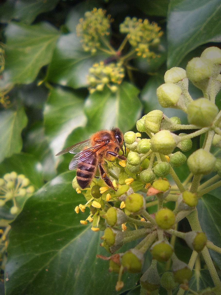 Bee, Sucking, Macro, Flower, libar, insects, nectar, honey HD wallpaper