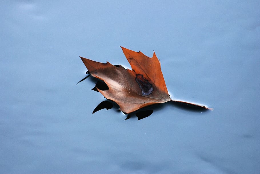 floating leaf, autumn, dried leaf, fall, plant, natural, botanical HD wallpaper