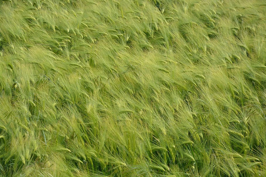 wheat, fields, nature, cultures, agriculture, cereals, spikes HD wallpaper
