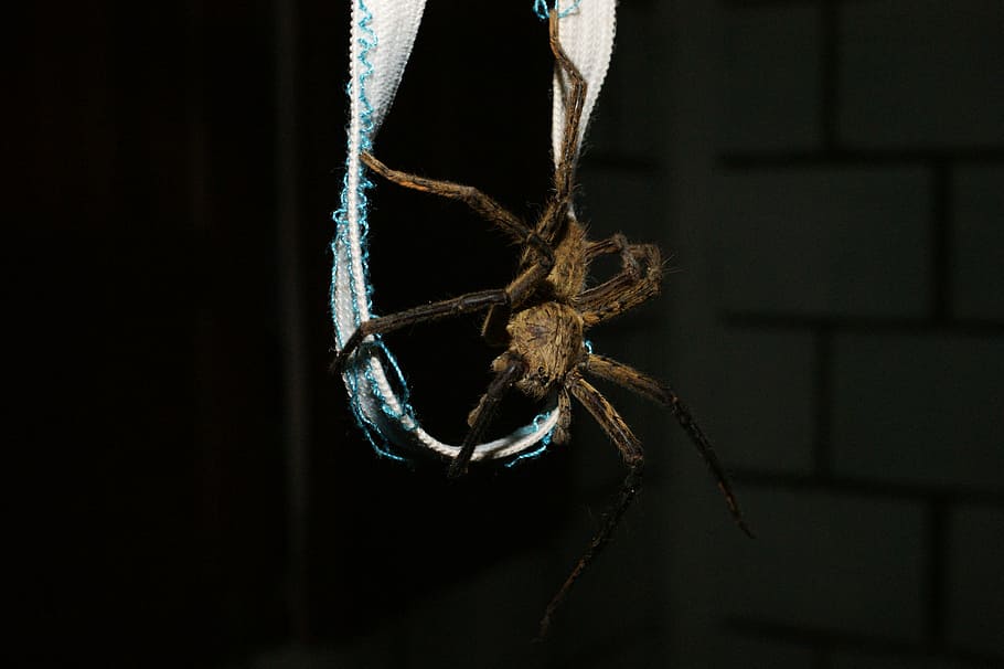 nature, saudi, risaralda, colombia, spider, animal, close-up HD wallpaper